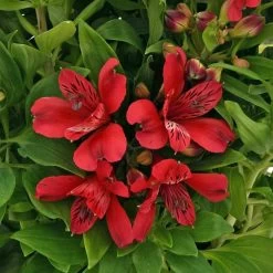 Inca Lolly™ Peruvian Lily