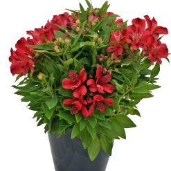 Inca Lolly™ Peruvian Lily -Garden Plant Store Inca Lolly Peruvian Lily in pot 94969.1644201034