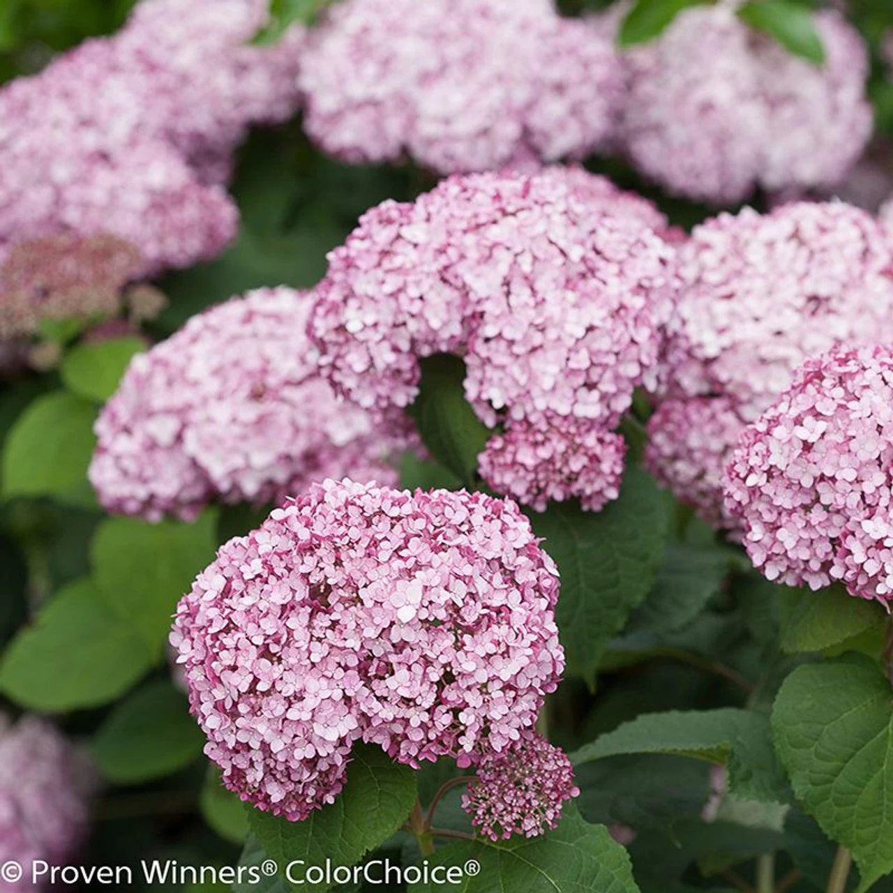 Incrediball® Blush Hydrangea 4 Incrediball® Blush Hydrangea - Image 2