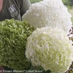 Incrediball® Hydrangea