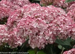 Incrediball® Blush Hydrangea 13 Incrediball® Blush Hydrangea -Garden Plant Store Incrediball Blush Hydrangea Flowers Close Up 28161.1517771546