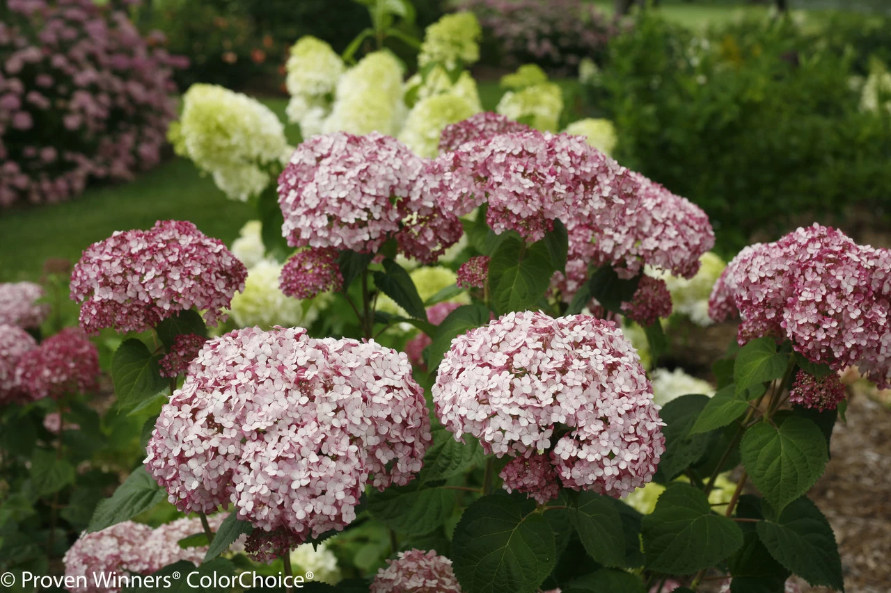 Incrediball® Blush Hydrangea 5 Incrediball® Blush Hydrangea - Image 3