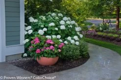 Incrediball® Hydrangea -Garden Plant Store Incrediball Hydrangea By Sidewalk 22285.1683833371