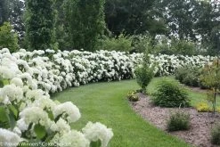Incrediball® Hydrangea -Garden Plant Store Incrediball Hydrangea Hedge Covered in Flowers 53546.1683833371