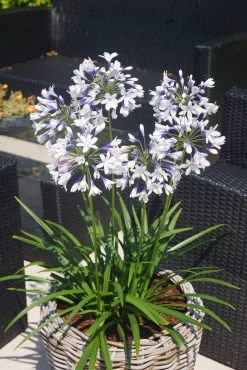 Indigo Frost Agapanthus -Garden Plant Store Indigo Frost Agapanthus Blooming in Garden Planter 80781.1553566428