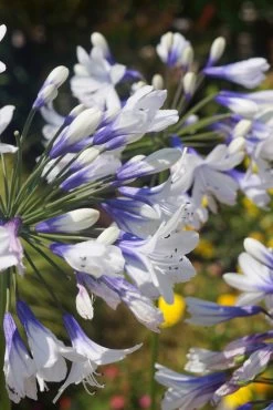 Indigo Frost Agapanthus -Garden Plant Store Indigo Frost Agapanthus Flower Petals Up Close 55851.1553566431