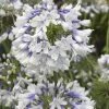 Indigo Frost Agapanthus 1 Indigo Frost Agapanthus -Garden Plant Store Indigo Frost Agapanthus Flowers Main 90768.1553566400