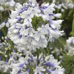 Indigo Frost Agapanthus