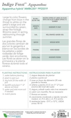 Indigo Frost Agapanthus -Garden Plant Store Indigo Frost Agapanthus Plant Care 88840.1640845881