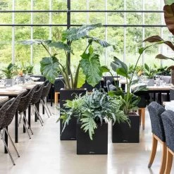 LECHUZA Canto Stone Short Cube Planter 13 LECHUZA Canto Stone Short Cube Planter -Garden Plant Store Indoor Canto Stone Short Cube Planters 74937.1619195485