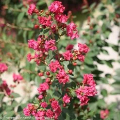 Infinitini® Brite Pink Crape Myrtle
