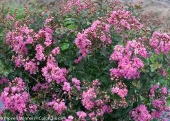 Infinitini® Brite Pink Crape Myrtle -Garden Plant Store Infinitini Brite Pink Crape Myrtle Shrub Foliage 78172.1519266808