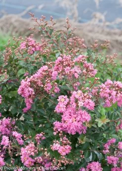 Infinitini® Brite Pink Crape Myrtle -Garden Plant Store Infinitini Brite Pink Crape Myrtle Shrub 02082.1519266813