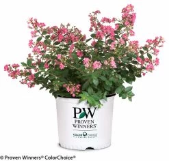 Infinitini® Brite Pink Crape Myrtle -Garden Plant Store Infinitini Brite Pink Crape Myrtle in Proven Winners Pot 60278.1519266804
