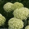 Invincibelle Limetta® Hydrangea -Garden Plant Store Invincibelle Limetta Hydrangea compressor 76497.1517168005