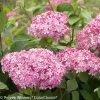 Invincibelle® Spirit II Hydrangea -Garden Plant Store Invincibelle Spirit II Hydrangea compressor 32246.1517169462