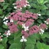 Invincibelle Lace Hydrangea -Garden Plant Store Invincibelle Lace Hydrangea flowers closeup 47990.1611597966