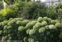 Invincibelle Limetta® Hydrangea -Garden Plant Store Invincibelle Limetta Hydrangea Hedge 32302.1517770948