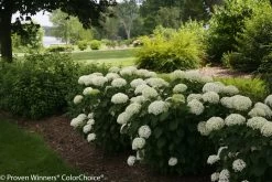 Invincibelle Limetta® Hydrangea -Garden Plant Store Invincibelle Limetta Hydrangea in Shade 99693.1517770877