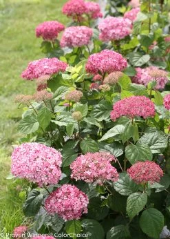 Invincibelle® Spirit II Hydrangea -Garden Plant Store Invincibelle Spirit II Hydrangea Beginning To Bloom 55824.1518579509