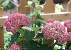 Invincibelle® Spirit II Hydrangea -Garden Plant Store Invincibelle Spirit II Hydrangea Next to Fence 67941.1518579478