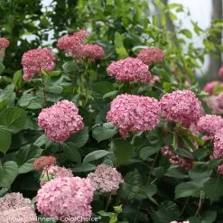 Invincibelle® Spirit II Hydrangea -Garden Plant Store Invincibelle Spirit II Hydrangea Stems and Flowers 14576.1518579472