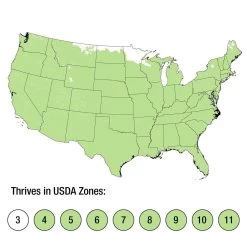 It's A Breeze Rose -Garden Plant Store Its A Breeze Rose growing zones 54376.1640846104