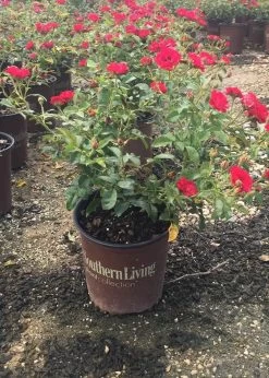 It's A Breeze Rose -Garden Plant Store Its A Breeze Rose in garden planter 89241.1640846113