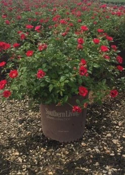 It's A Breeze Rose -Garden Plant Store Its A Breeze Rose in southern living pot 87296.1640846115