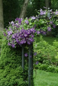 Jackmanii Superba Clematis -Garden Plant Store Jackmanii Clematis Vine Growing On Archway Blooming 27318.1612293015