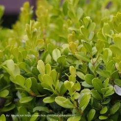 Japanese Boxwood