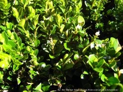 Japanese Boxwood 7 Japanese Boxwood -Garden Plant Store Japanese Boxwood Leaves 95768.1500831770