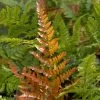 Brilliance Autumn Fern -Garden Plant Store Japanese Wood Fern 12002.1615564525