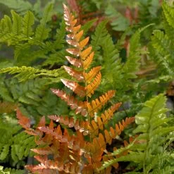 Brilliance Autumn Fern