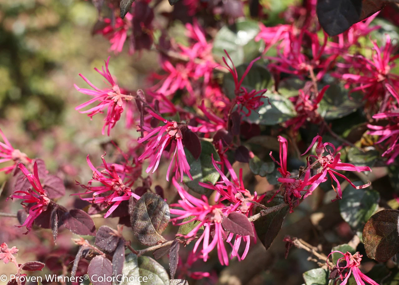 Jazz Hands® Bold Loropetalum - Image 2