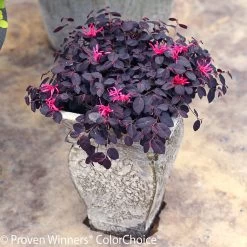 Jazz Hands® Mini Loropetalum