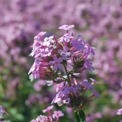 Jeana Native Phlox