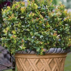 Jelly Bean® Blueberry