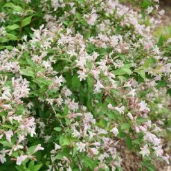 Jolene Jolene™ Beautybush