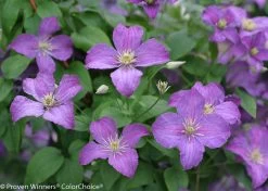 Jolly Good Clematis Vine -Garden Plant Store Jolly Good Clematis Vine Purple Flowers 1 15117.1615563057