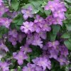 Jolly Good Clematis Vine -Garden Plant Store Jolly Good Clematis Vine Purple Flowers 42673.1615563045