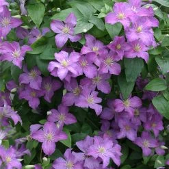 Jolly Good Clematis Vine