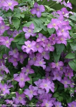 Jolly Good Clematis Vine -Garden Plant Store Jolly Good Clematis Vine Vilote Flowers 65346.1615563070