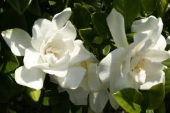 Jubilation Gardenia -Garden Plant Store Jubilation Gardenia Flowers Up Close 28980.1499388874