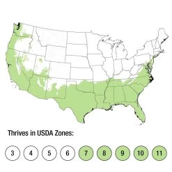 Jubilation Gardenia -Garden Plant Store Jubilation Gardenia Growing Zones 43346.1639970914