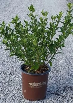 Jubilation Gardenia -Garden Plant Store Jubilation Gardenia Growing 44554.1639970887