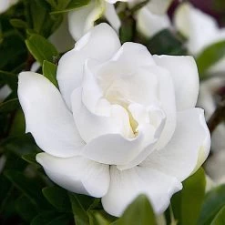 Jubilation Gardenia -Garden Plant Store Jubilation Gardenia flower petals close up 00120.1639970894