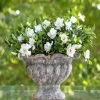 Jubilation Gardenia -Garden Plant Store Jubilation Gardenia flowering 91775.1639971103