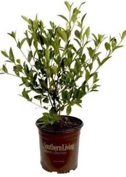 Jubilation Gardenia -Garden Plant Store Jubilation Gardenia in pot 19167.1639970919