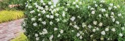 Jubilation Gardenia -Garden Plant Store Jubilation Gardenia in the garden 90054.1639970853
